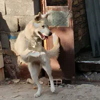 سگ هاسکی چشم یخی ماده