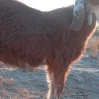 کهره ماده جملی زاه لنگ ۲تایی