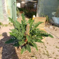 فیلدندرون کنگره قیم دار|گل و گیاه طبیعی|آمل, |دیوار