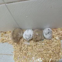 همستر نروماده