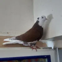 کفتر شازده سرخ سرول