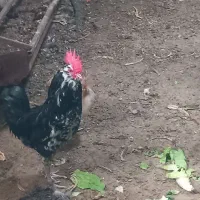 باسلام یک عدد فریح تخم گذار،و خروس گلین