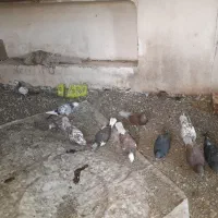 10عدد کبوتر|پرنده|خوی, |دیوار