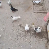 تعدادی کفتر رنگه