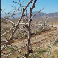 فروش-باغ-پسته