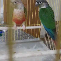 طوطی گرینچیک تازه بالغ