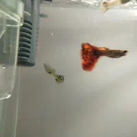 ماهی گوپی  نژاد اصل