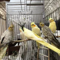 عروس هلندی