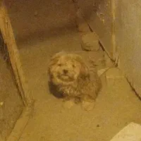 یک سگ پاکوتاه گم شده