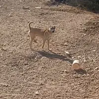 سگ حیاط|سگ|بشاریات, |دیوار