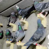 کبوتر پلاکی