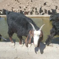 دو عدد بز جوان