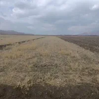 دوهکتارنیم-زمین-کشاورزی-دیم-برای-نخود