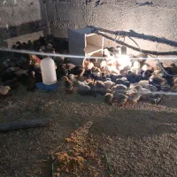 جوجه محلی اصل 12 روزه|حیوانات مزرعه|بهبهان, |دیوار