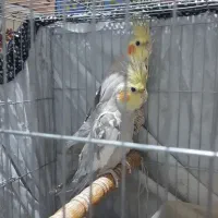 دوماده عروس هلندی