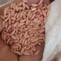 بذر گندم دیمی  بوجاری شده برا امسال