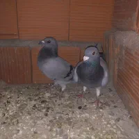 کبوتر آلمانی نر