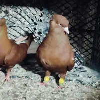 اشلسرخ وزردوسیاه درجه۱