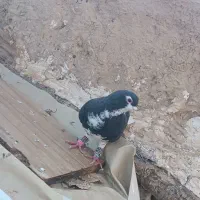 کبوتر|پرنده|اسفراین, |دیوار