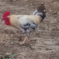 خروس