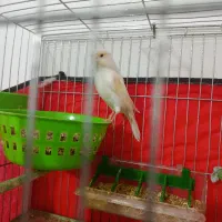 قناری ماده موزایکی