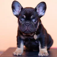 فرنچ بولداگ COCO TAN