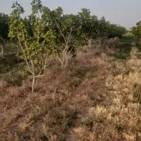 دامداری و باغ پسته|فروش دفتر صنعتی، کشاورزی، تجاری|سبزوار, قصبه غربی|دیوار