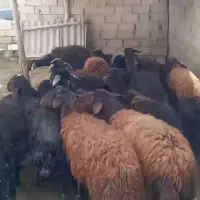 شیشک بره دار