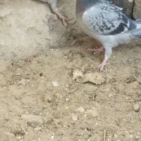 جفت آلمانی|پرنده|زهک, |دیوار