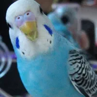 مرغ عشق