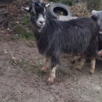 بز ۱۰ماهه ...چاق|حیوانات مزرعه|تنکابن, |دیوار