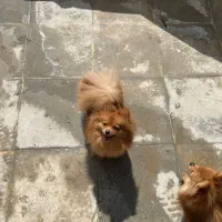 پامر تیکاپ جهت جفتگیری