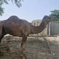 شتر نر ۷ سال