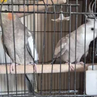 عروس هلندی خاکستری سینامون مولد