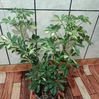 شفلرا طلایی