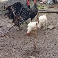 یه جفت بوقلمون برنز