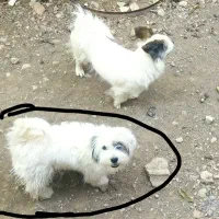 سگ باهوش|سگ|یاسوج, |دیوار