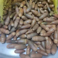 بلوط زاگرس ، کیلویی درخدمتم ، موجودی محدود