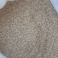 گندم‌‌خواراک دام‌وطیور