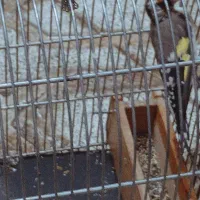 سهره چهارگل تازه صاف عروسک|پرنده|مشهد, سیس‌آباد|دیوار