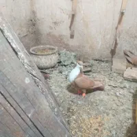 سلام کرواتی ماده