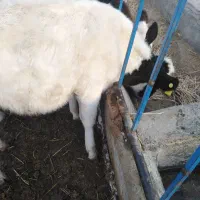 گوساله نر|حیوانات مزرعه|مود, |دیوار