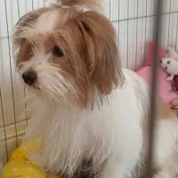 شیتزو. فوری|سگ|تهران, المهدی|دیوار