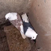 جفت پشت نرو ماده|پرنده|شیروان (خراسان), |دیوار