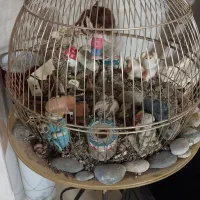 قفس در نگهداری از پرندگان