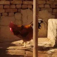 فروش یک خروس و مرغ تخم گذار