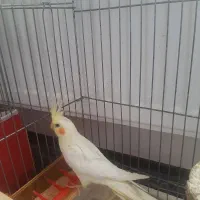 عروس هلندی نر