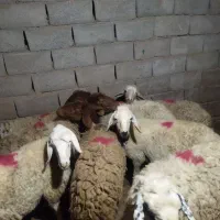 ۸ راس میش داشتی آبستن|حیوانات مزرعه|سبزوار, قصبه شرقی|دیوار