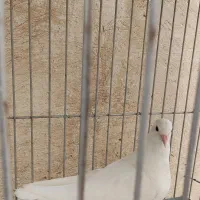 کفتر جوجه|پرنده|اسلام‌شهر, باغ فیض|دیوار