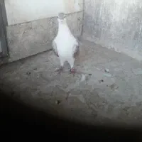 کبوتر کفتر بدرنگ سنجابی ماده